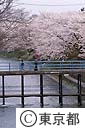 玉川上水と桜