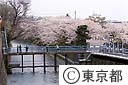 玉川上水と桜