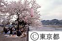 多摩川と花見の客