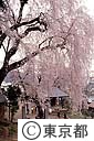 梅岩寺のしだれ桜