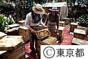 養蜂