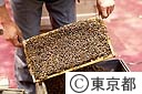 養蜂