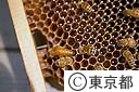 養蜂