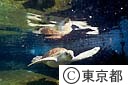 水産センターの海ガメ