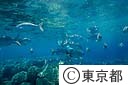 兄島瀬戸に集まって来た魚