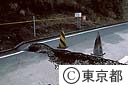 三原山登山道に噴出の時出来た、段差
