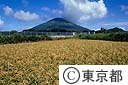 伊豆諸島の中で唯一水田のある八丈