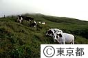 町営牧場の牛