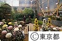 花博の江戸東京館の菊の展示