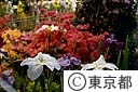 花博の江戸東京館で展示された花菖蒲