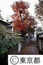 サトウハチロー記念館の庭にあるハゼの木の紅葉