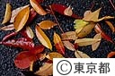 ぬれ落ち葉