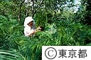 フェニックス、ロベレニーの園芸用の葉の出荷