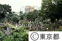 都心に残る緑のオアシスとも言われる青山霊園