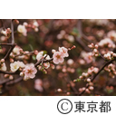ボケの花