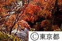 陣馬高原下の紅葉（北浅川）