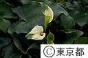 グリーンカラーの花