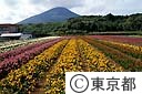 八丈富士とフリージヤ畑