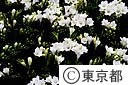 白花フリージヤ