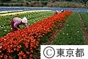 フリージヤの花つみ