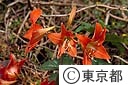 アマリリスの花
