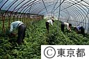レザーファンのつみとり作業