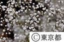 カスミソウの花