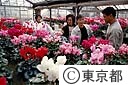 シクラメンの販売