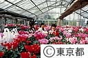 シクラメンの販売
