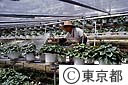 シクラメンの水やり作業