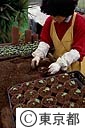 シクラメンの１回目の植えかえ