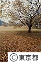 代々木公園の落葉