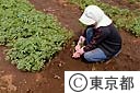 東京うどの苗、移植