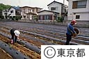 うど苗の植込み