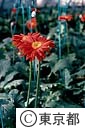 ガーベラの花