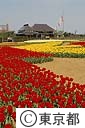チューリップの足立都市農業公園