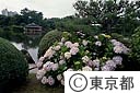 清澄庭園のあじさい