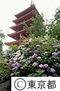 高幡不動の五重塔とあじさい