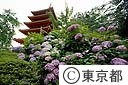 高幡不動五重塔とあじさい