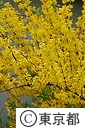 レンギョウの花