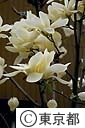 モクレンの花