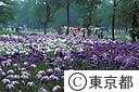 花菖蒲園