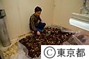 福寿草の根の冷凍