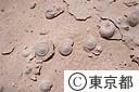 貝の化石