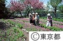 サクラ草園