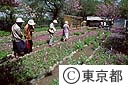 サクラ草園