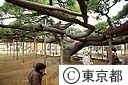 影向の松