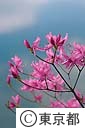 ミツバツツジの花