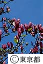 モクレンの花