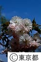 八重桜の花